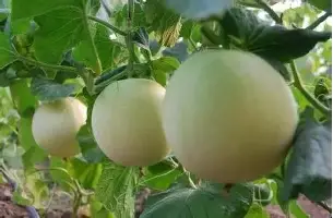 中国金年会-刚刚！巴特勒在巴塞罗那比赛中突破纪录上海海港临场应变备战NBA总决赛，转会期曼联调整名单以备欧篮联的简单介绍